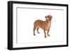 Mutt-Fabio Petroni-Framed Photographic Print