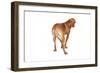 Mutt-Fabio Petroni-Framed Photographic Print