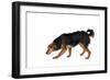 Mutt-Fabio Petroni-Framed Photographic Print