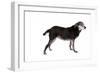 Mutt-Fabio Petroni-Framed Photographic Print