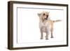 Mutt-Fabio Petroni-Framed Photographic Print