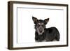 Mutt-Fabio Petroni-Framed Photographic Print