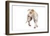 Mutt-Fabio Petroni-Framed Photographic Print