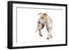 Mutt-Fabio Petroni-Framed Photographic Print