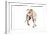 Mutt-Fabio Petroni-Framed Photographic Print