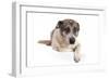 Mutt-Fabio Petroni-Framed Photographic Print