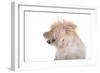 Mutt-Fabio Petroni-Framed Photographic Print