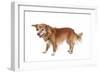 Mutt-Fabio Petroni-Framed Photographic Print