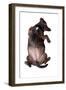 Mutt-Fabio Petroni-Framed Photographic Print