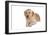 Mutt-Fabio Petroni-Framed Photographic Print