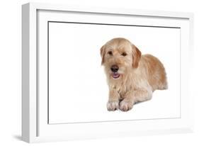 Mutt-Fabio Petroni-Framed Photographic Print