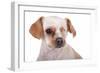 Mutt-Fabio Petroni-Framed Photographic Print