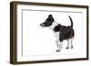 Mutt-Fabio Petroni-Framed Photographic Print