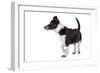 Mutt-Fabio Petroni-Framed Photographic Print