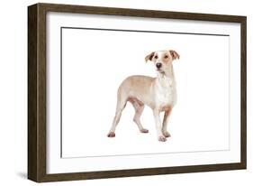 Mutt-Fabio Petroni-Framed Photographic Print