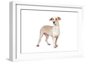 Mutt-Fabio Petroni-Framed Photographic Print