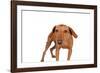 Mutt-Fabio Petroni-Framed Photographic Print