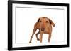 Mutt-Fabio Petroni-Framed Photographic Print