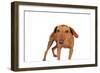 Mutt-Fabio Petroni-Framed Photographic Print