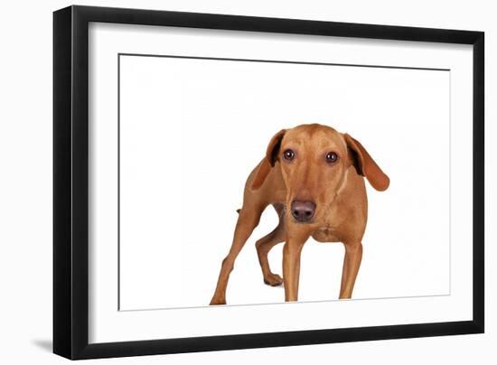 Mutt-Fabio Petroni-Framed Photographic Print