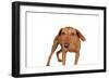 Mutt-Fabio Petroni-Framed Photographic Print