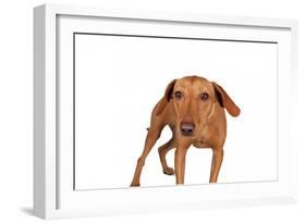 Mutt-Fabio Petroni-Framed Photographic Print