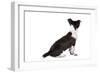 Mutt-Fabio Petroni-Framed Photographic Print