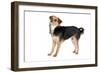 Mutt-Fabio Petroni-Framed Photographic Print