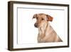 Mutt-Fabio Petroni-Framed Photographic Print