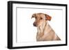 Mutt-Fabio Petroni-Framed Photographic Print