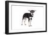 Mutt-Fabio Petroni-Framed Photographic Print