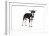 Mutt-Fabio Petroni-Framed Photographic Print