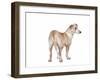 Mutt-Fabio Petroni-Framed Photographic Print