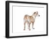 Mutt-Fabio Petroni-Framed Photographic Print