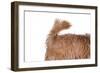 Mutt-Fabio Petroni-Framed Photographic Print