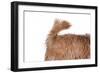 Mutt-Fabio Petroni-Framed Photographic Print