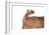 Mutt-Fabio Petroni-Framed Photographic Print