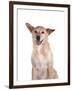 Mutt-Fabio Petroni-Framed Photographic Print