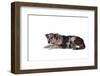 Mutt-Fabio Petroni-Framed Photographic Print