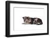 Mutt-Fabio Petroni-Framed Photographic Print