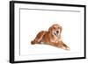 Mutt-Fabio Petroni-Framed Photographic Print