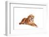 Mutt-Fabio Petroni-Framed Photographic Print