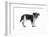 Mutt-Fabio Petroni-Framed Photographic Print