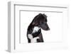 Mutt-Fabio Petroni-Framed Photographic Print