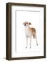 Mutt-Fabio Petroni-Framed Photographic Print