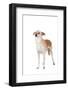 Mutt-Fabio Petroni-Framed Photographic Print