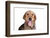 Mutt-Fabio Petroni-Framed Photographic Print