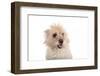 Mutt-Fabio Petroni-Framed Photographic Print