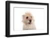 Mutt-Fabio Petroni-Framed Photographic Print