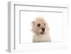 Mutt-Fabio Petroni-Framed Photographic Print